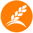 gluten